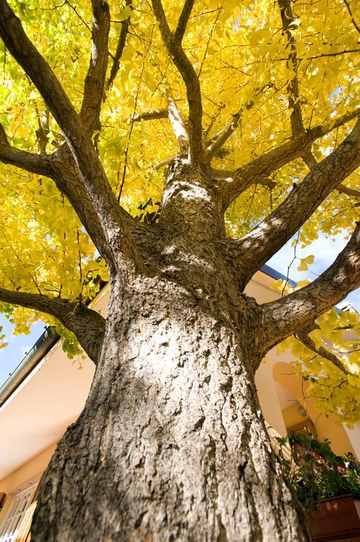 مبيت وإفطار كيريالي L'Albero Della Vita المظهر الخارجي الصورة